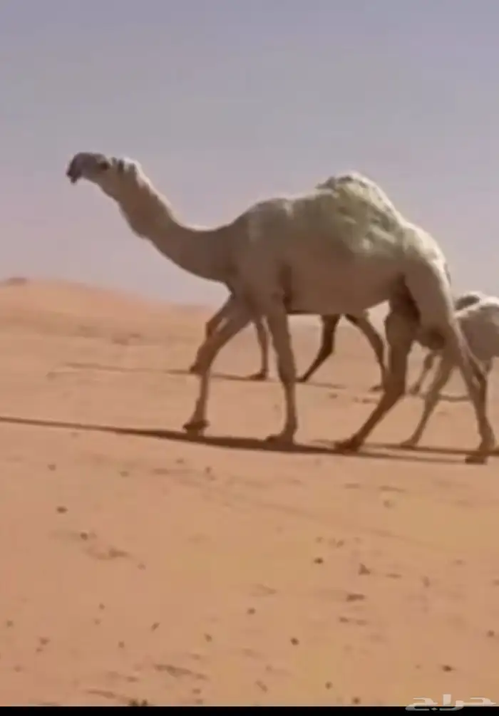 مطلوب ذود والى حلال طيب 0