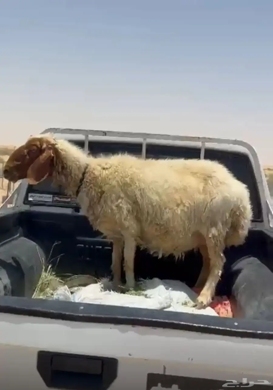 شاه نعيميه دافع 0