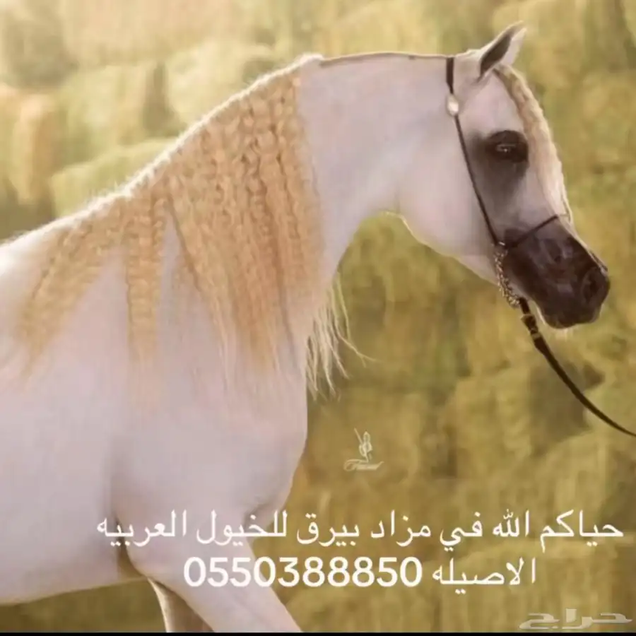خيل 0