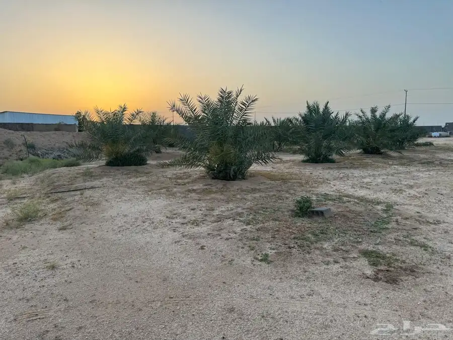 نخل للبيع 1