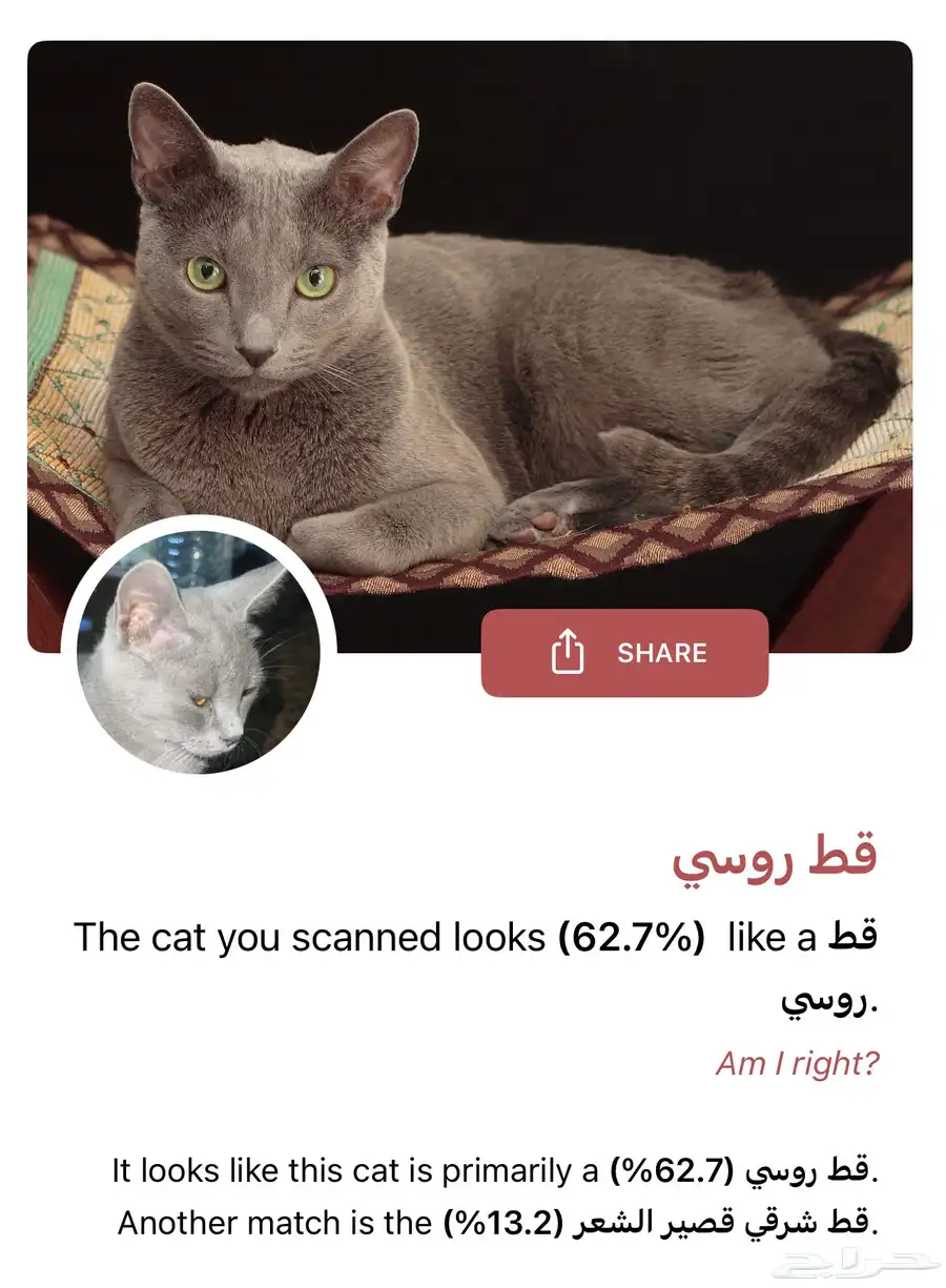 قط للبيع 50 0