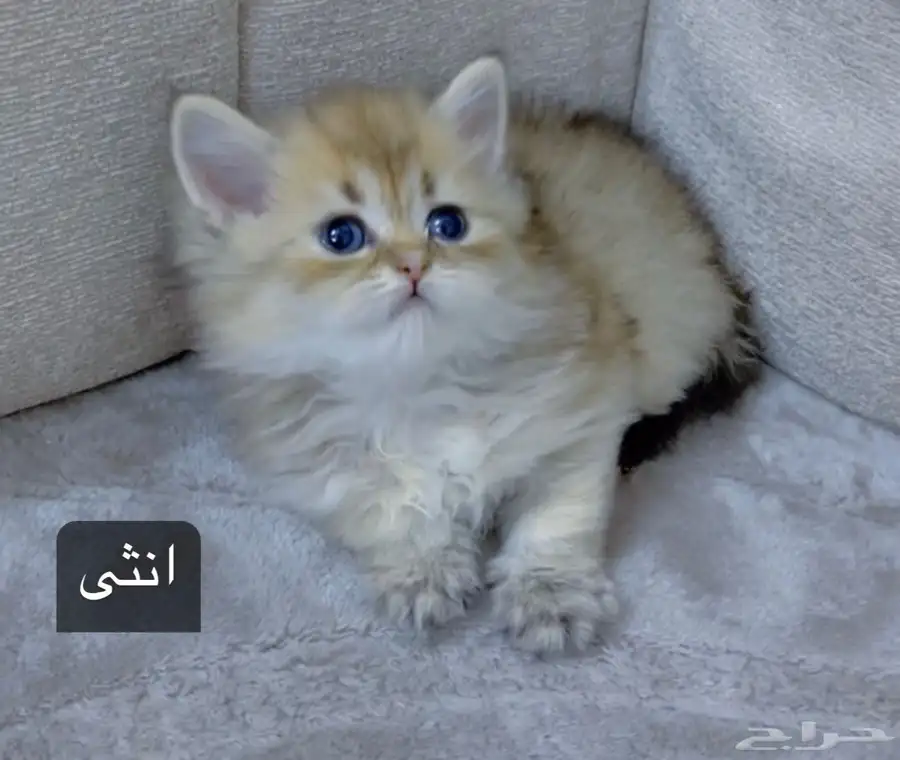 قطط سكوتش للبيع 0