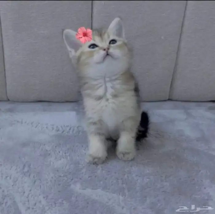قطط سكوتش 2