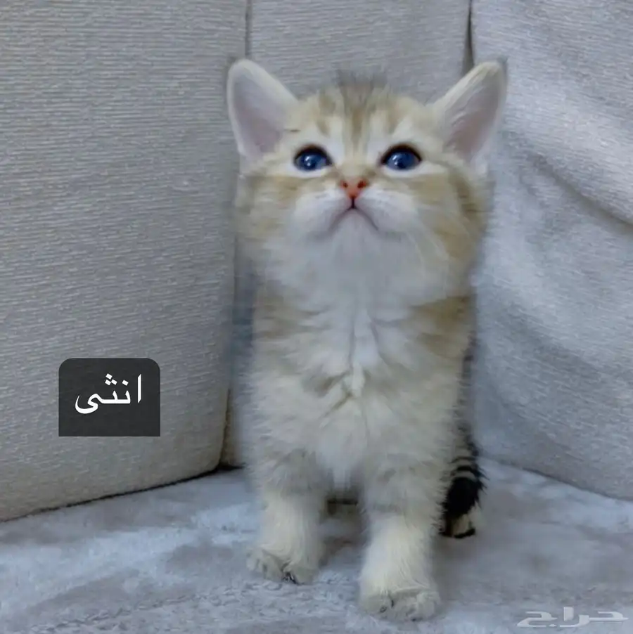 قطط سكوتش للبيع 1
