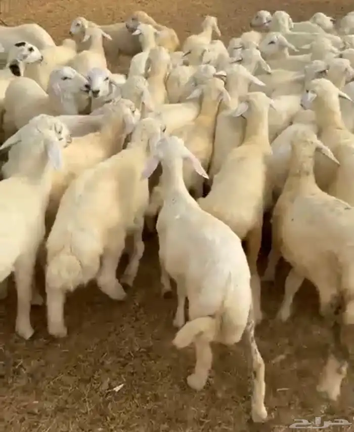 طليان حري فرصه للمربين 2