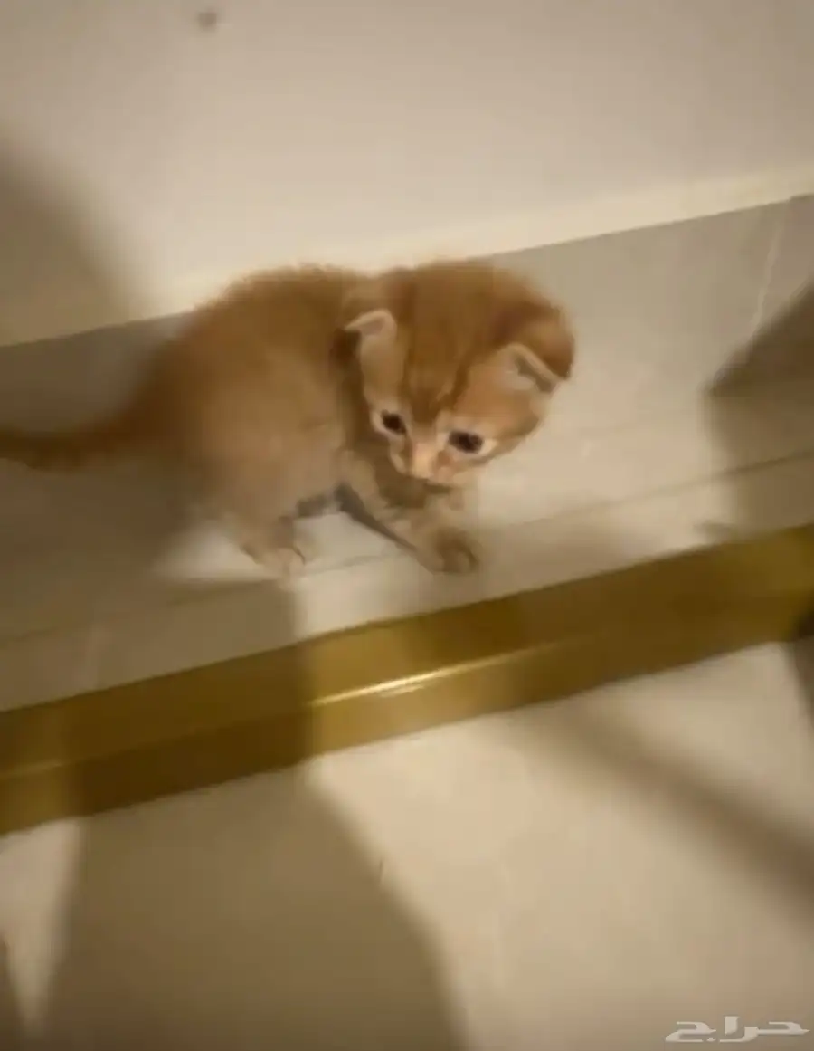 3 قطط سكوتش للبيع 2