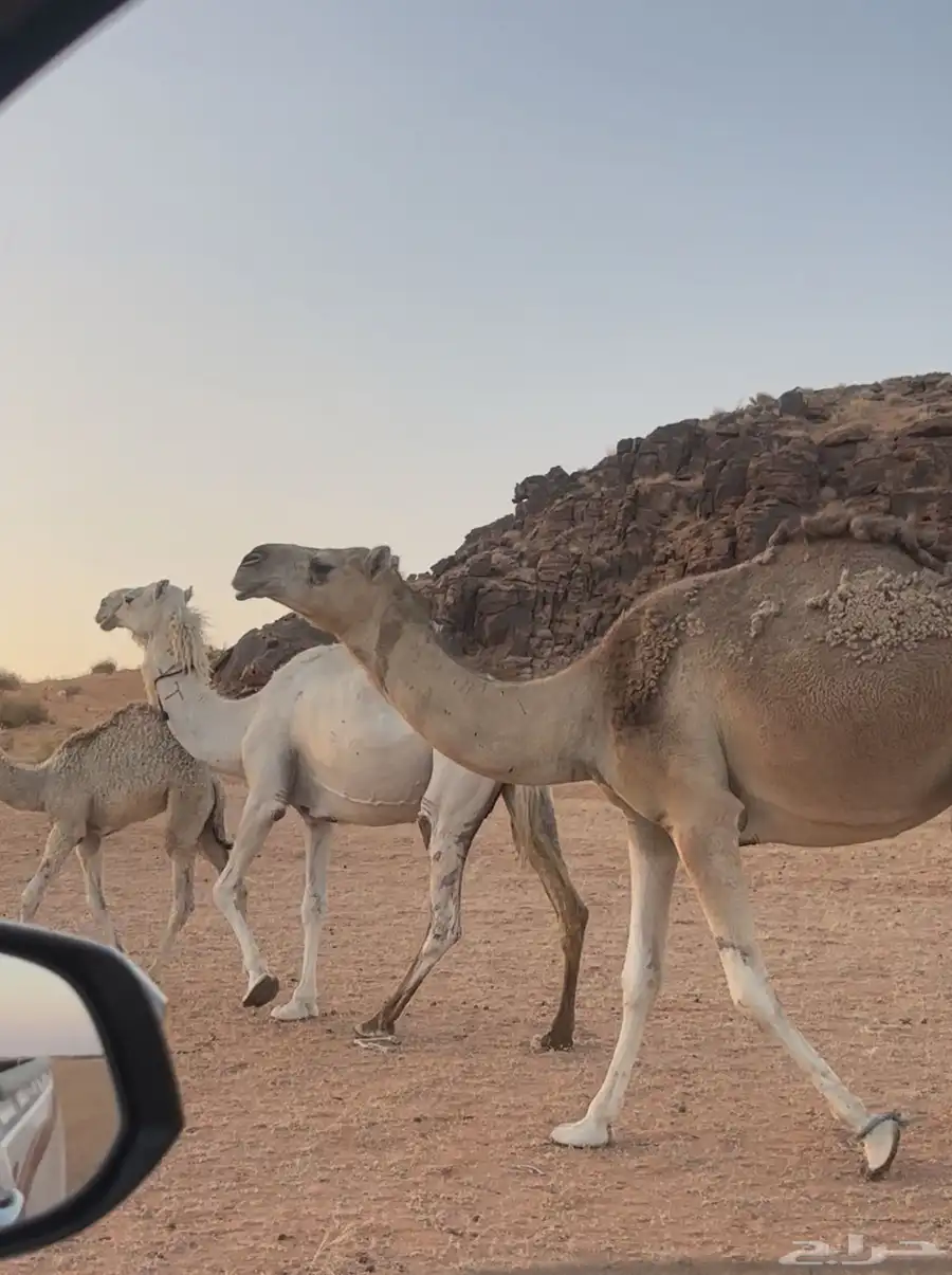 خلفه شقحا اول ولده له ثنيه طيبه 3