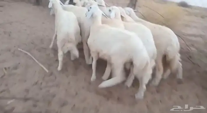 طليان 0