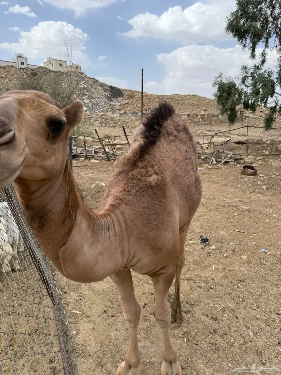 قعود مفرود عمر 8 شهور 6