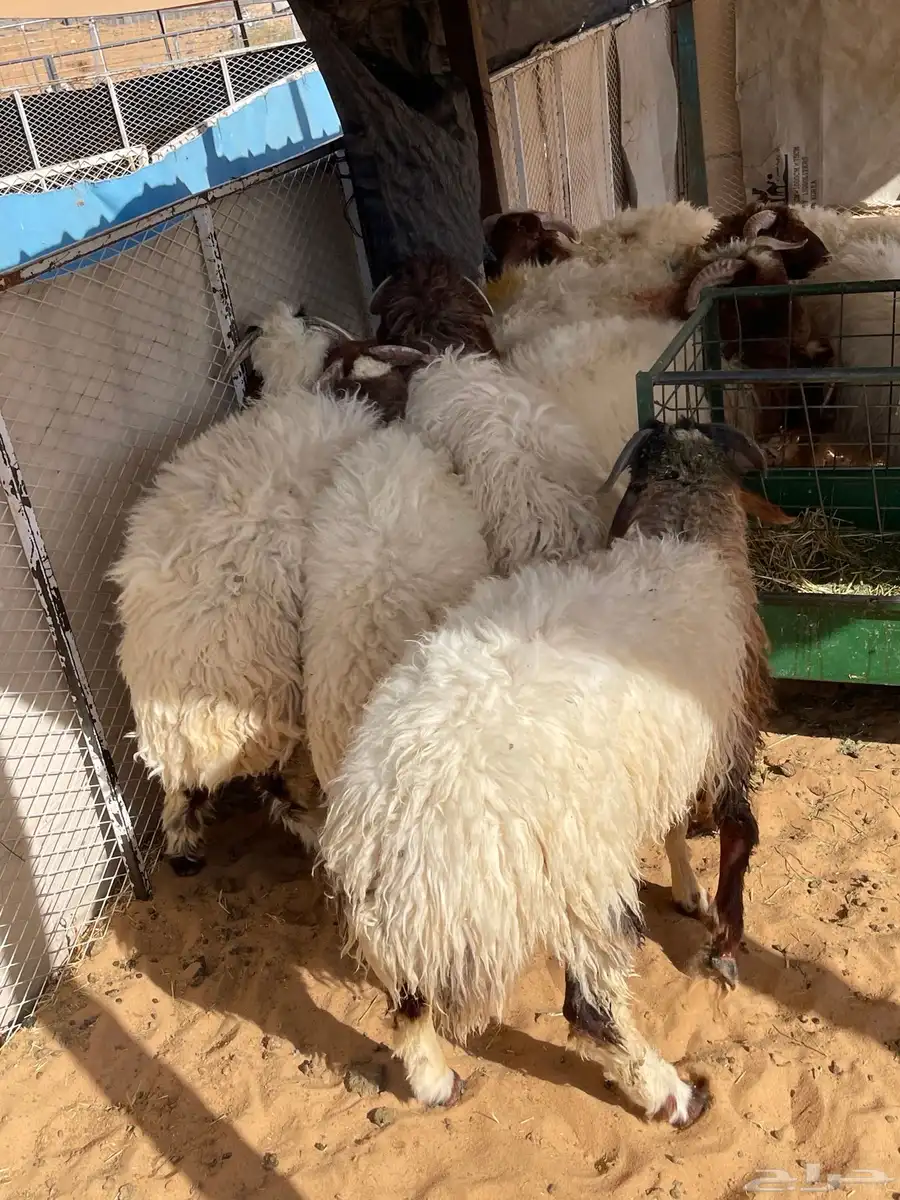 للبيع بهم نعيم خرفان جذعان طيب جملة وتفريد 8