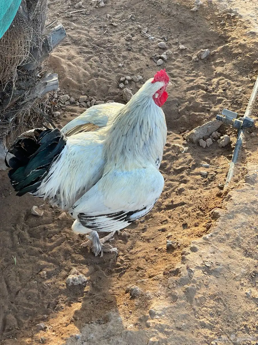 ديكه براهما للبيع 1