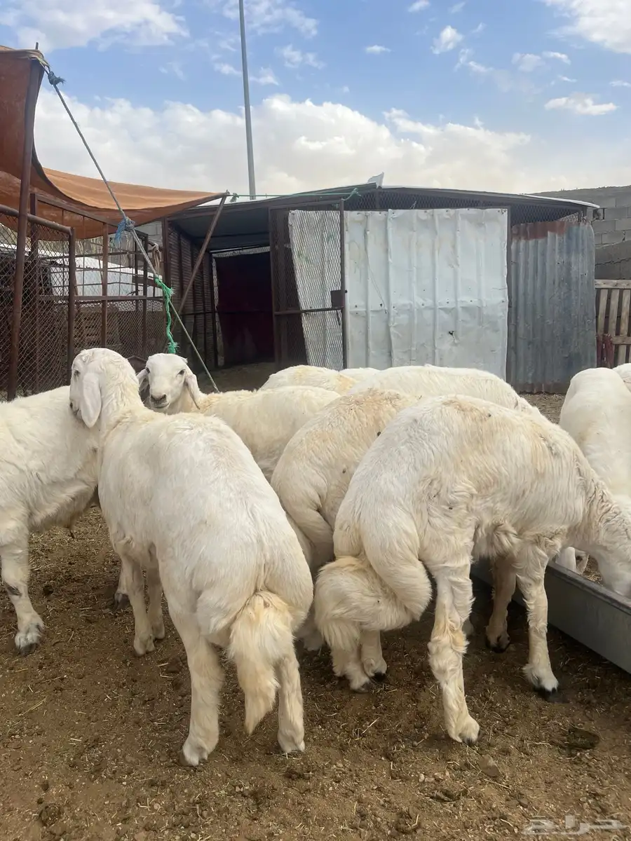 ياهل الزين  ياهل الجبر طليان جبره فوق الكفو 5