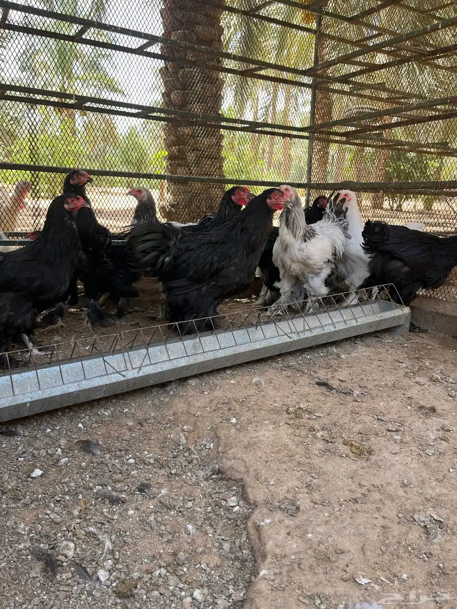 دجاج للبيع 0