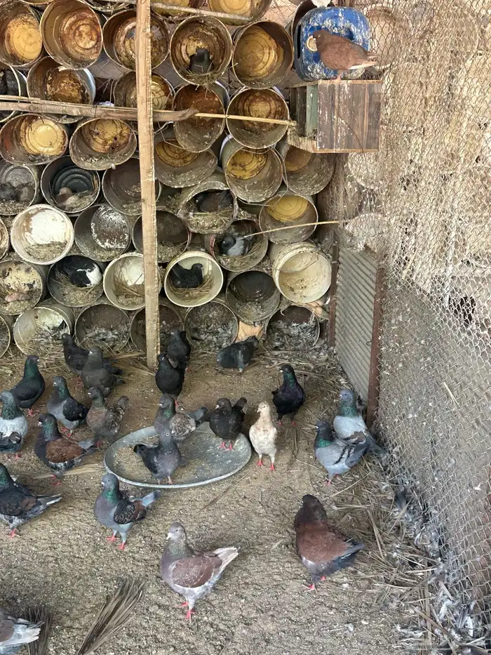 عشة حمام كنق 2