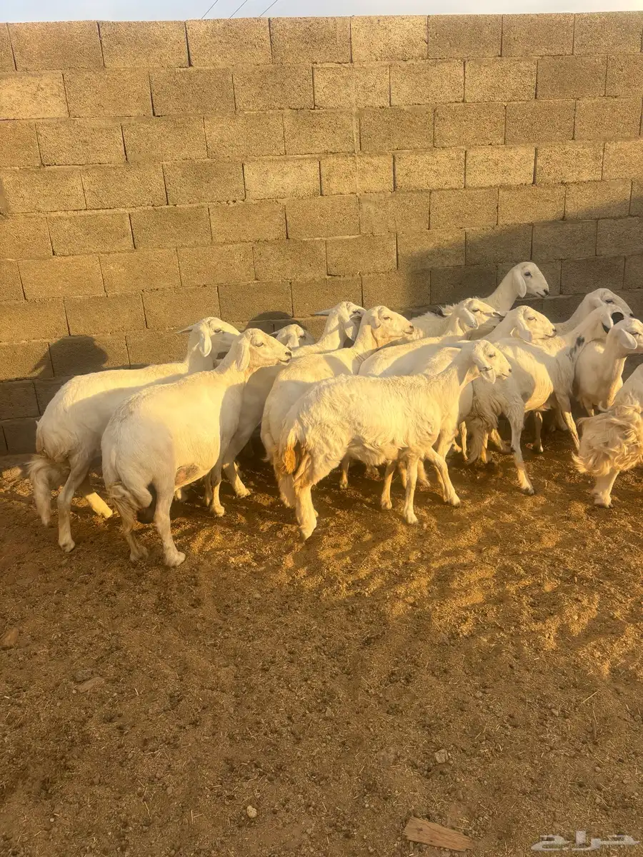 غنم كفو صنف ودفع على الشرط وأسنان 9