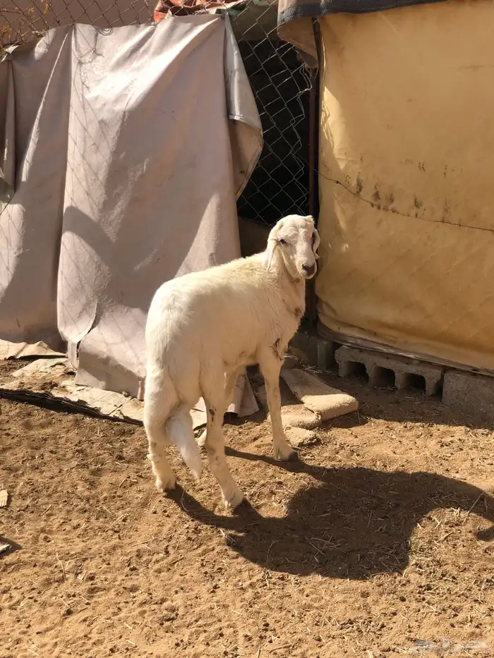 طلي كفو للبيع حق ثلاجه 6