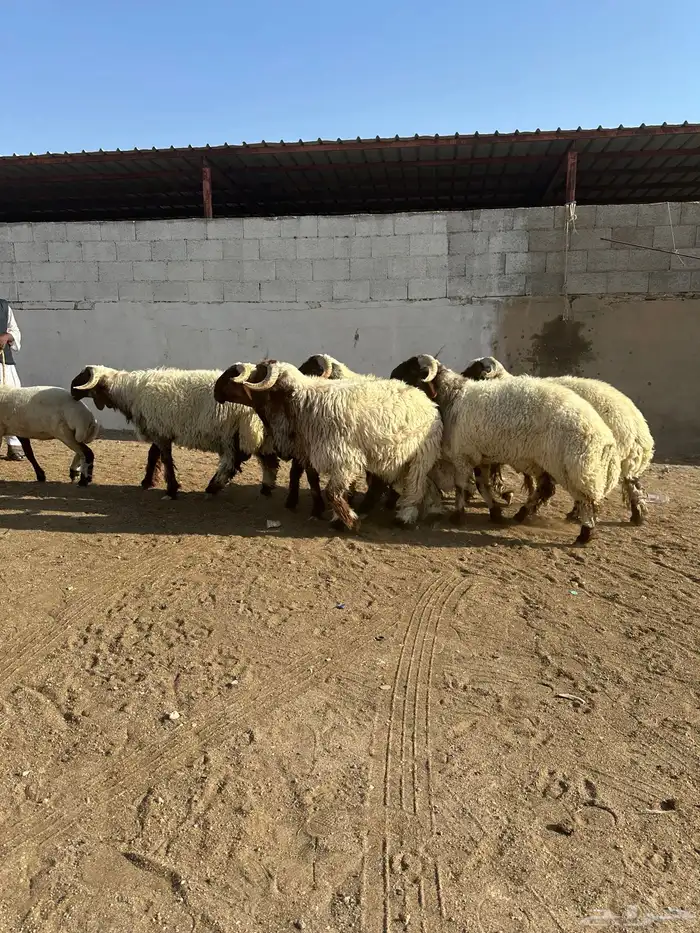 فحول أنعيم صنف اللبييع 12