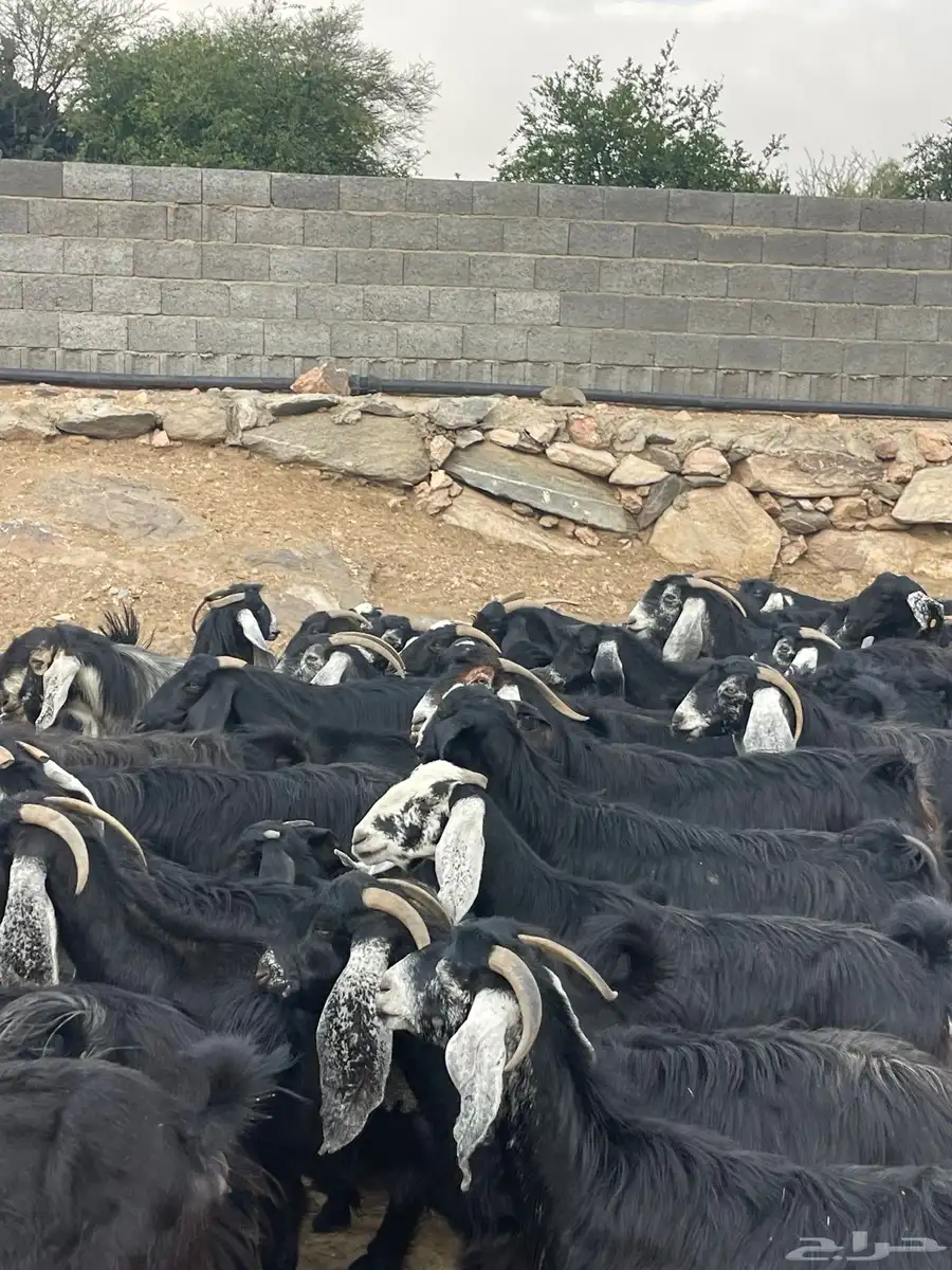 معزا عوارض دفاع وحليب بفحلها 11