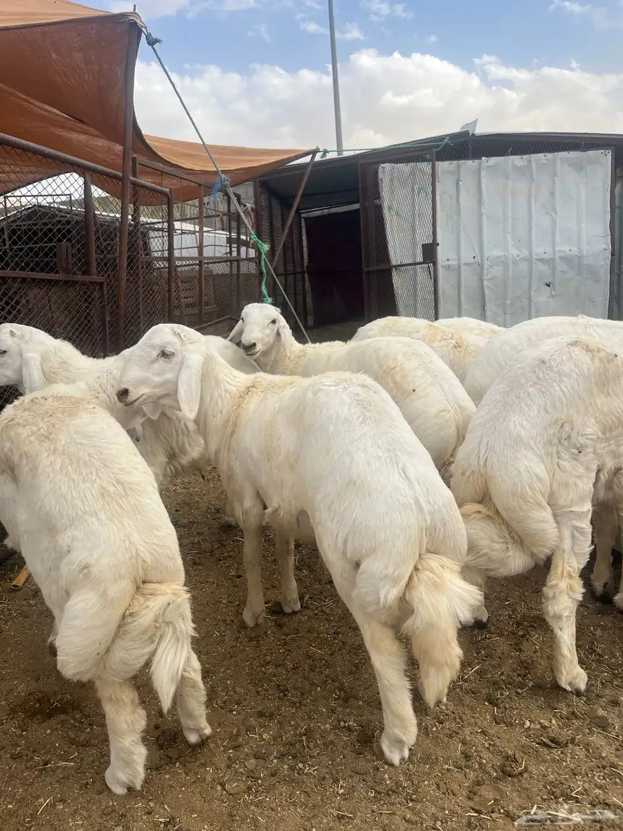 ياهل الزين  ياهل الجبر طليان جبره فوق الكفو 3