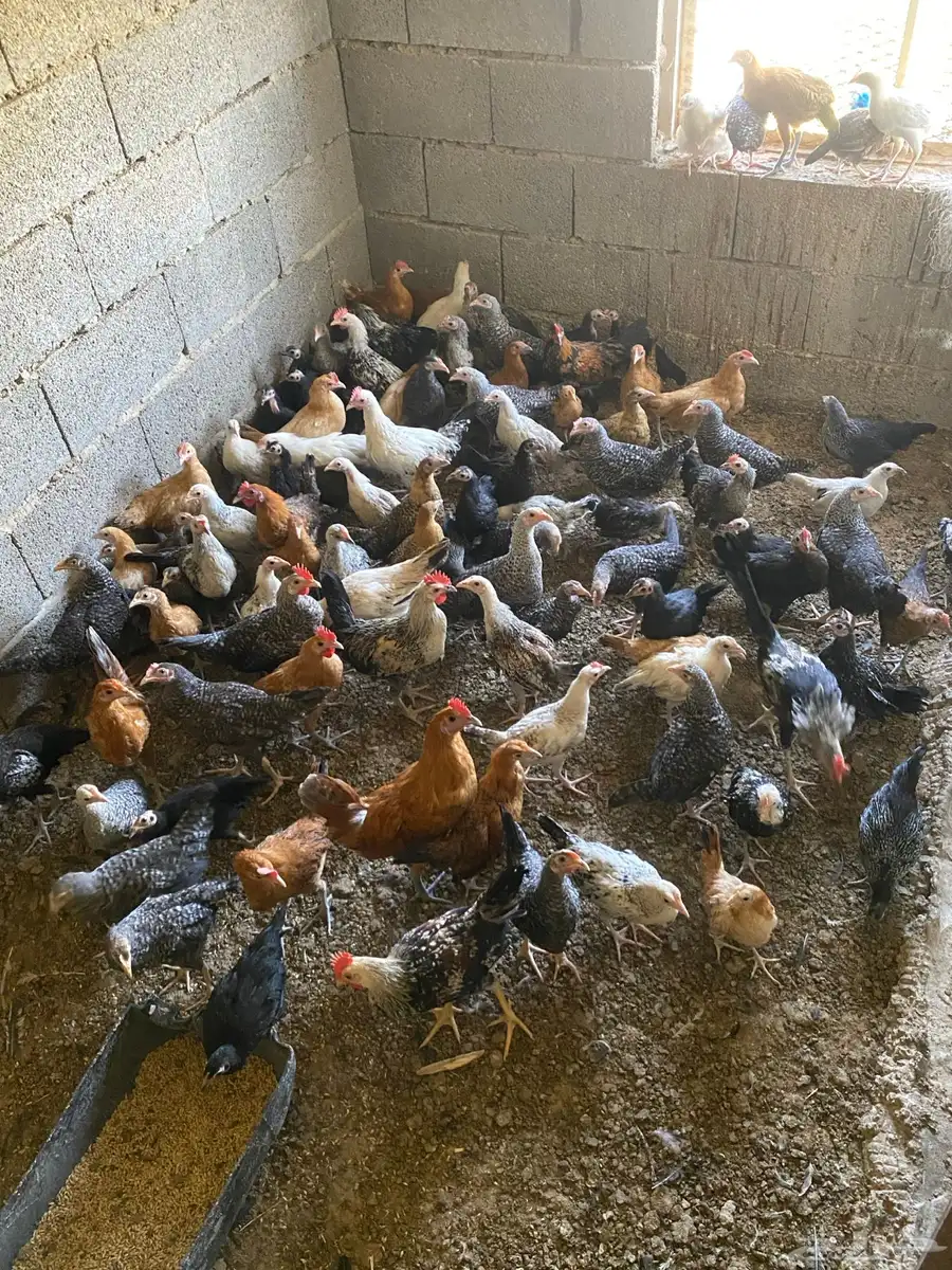 دجاج وديوك بلدي 2
