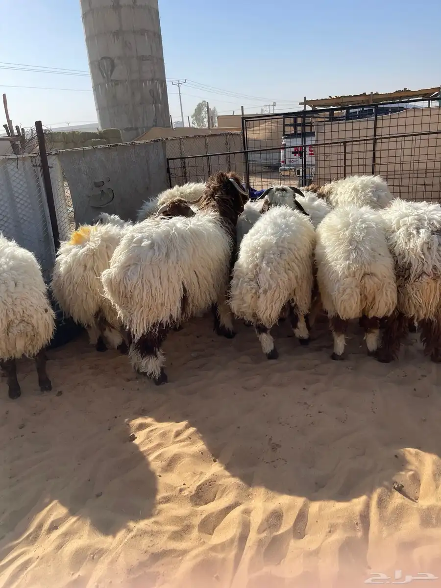 للبيع بهم نعيم خرفان جذعان طيب جملة وتفريد 5