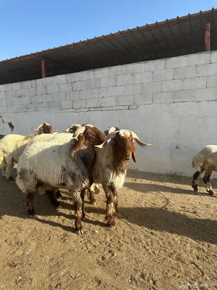 فحول أنعيم صنف اللبييع 6