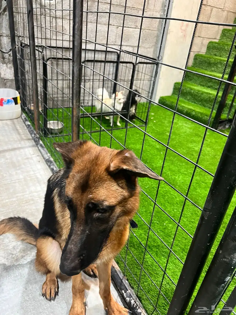 Workline 1 year old female German shepherd 4