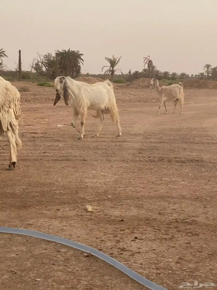 معزا هجين وعل وهجين مصري مع هولندي 4