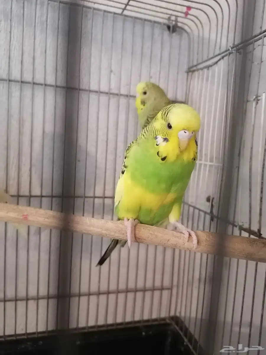 للبيع طيور بادجي مكس حجم طيب على الجهوزية 2