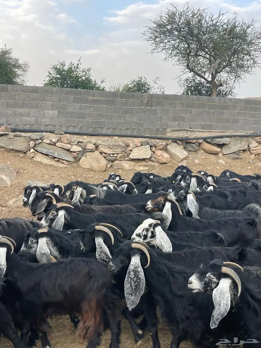 معزا عوارض دفاع وحليب بفحلها 10