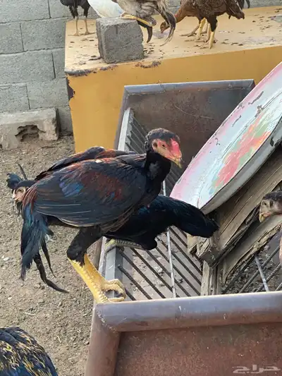 دجاج وديكه شامو اصل 5