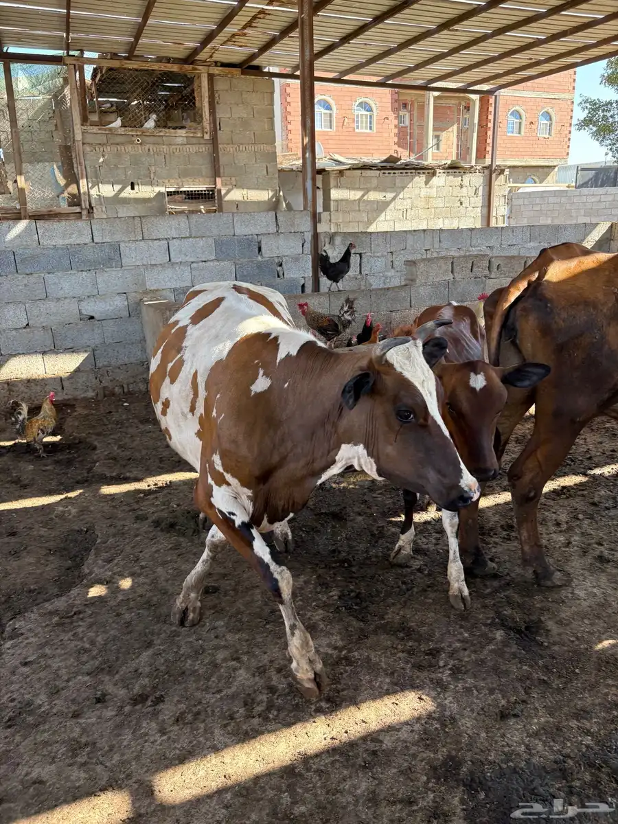 بقر 1