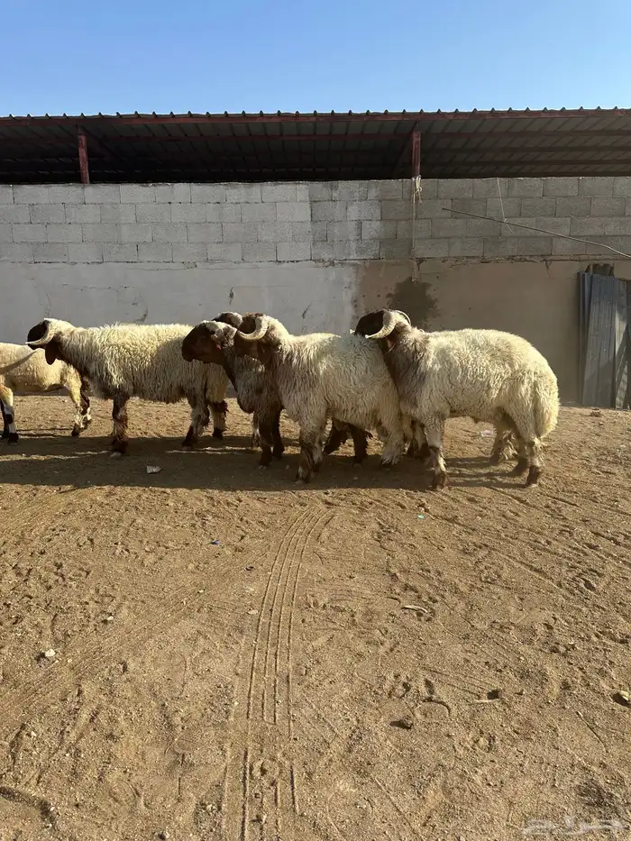 فحول أنعيم صنف اللبييع 14