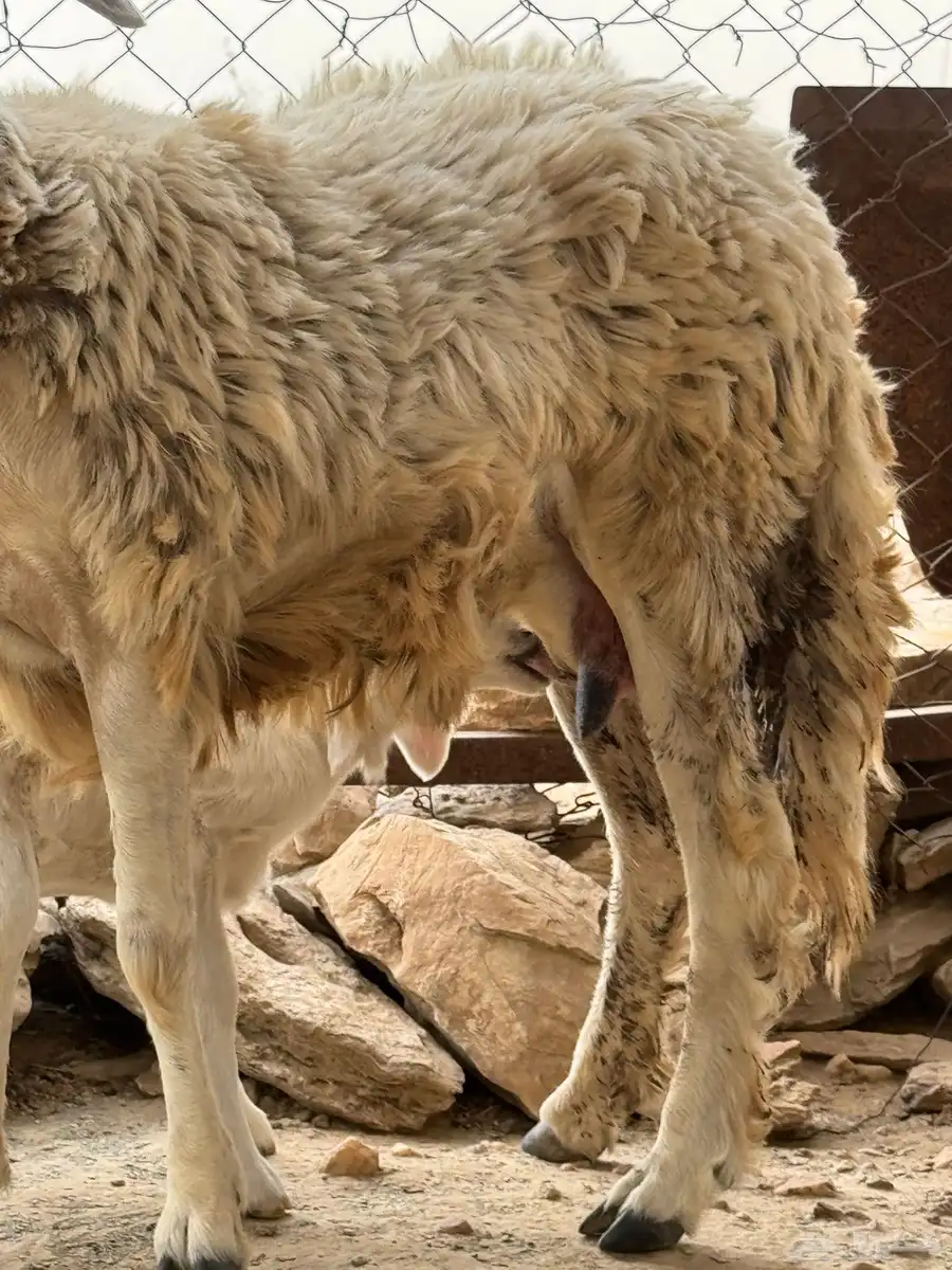 نعجه سنها جذعه تحتها ذكر 5
