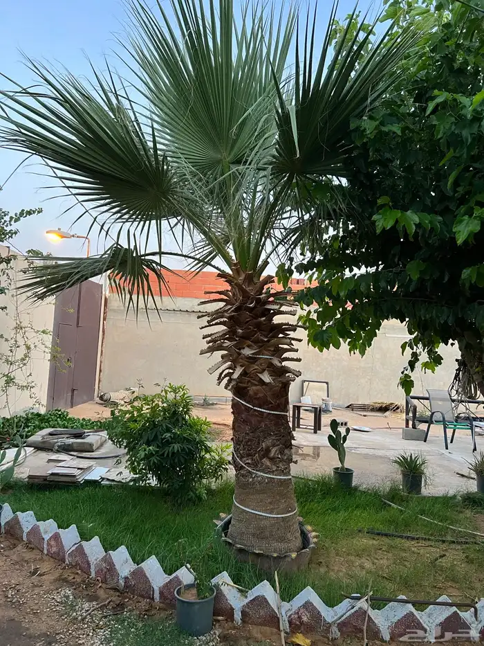 نخل واشنطوني امريكي 12
