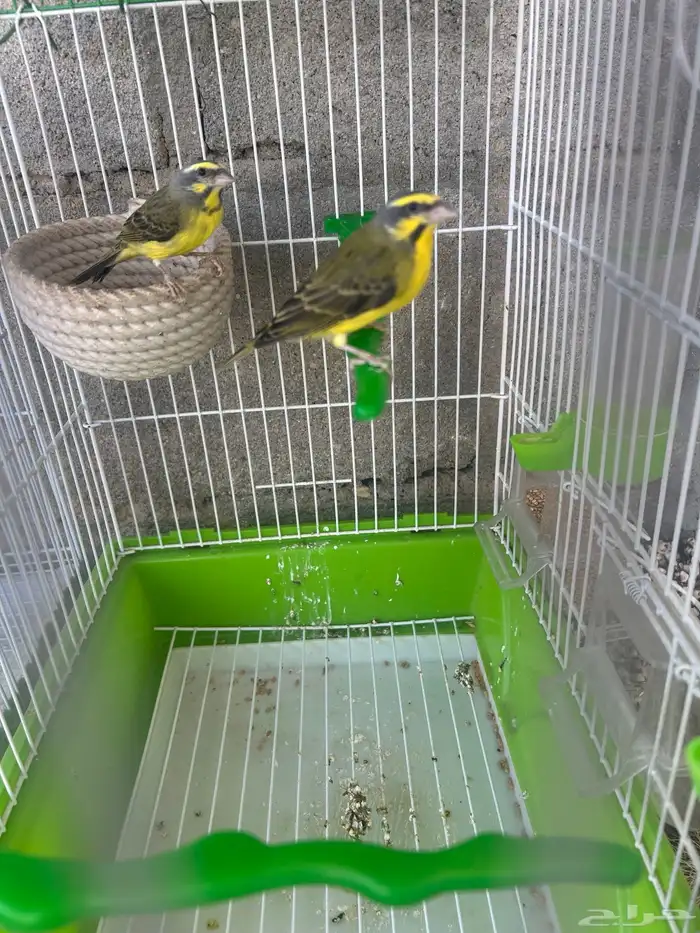 جوز ياسمين موزنبيقي 3