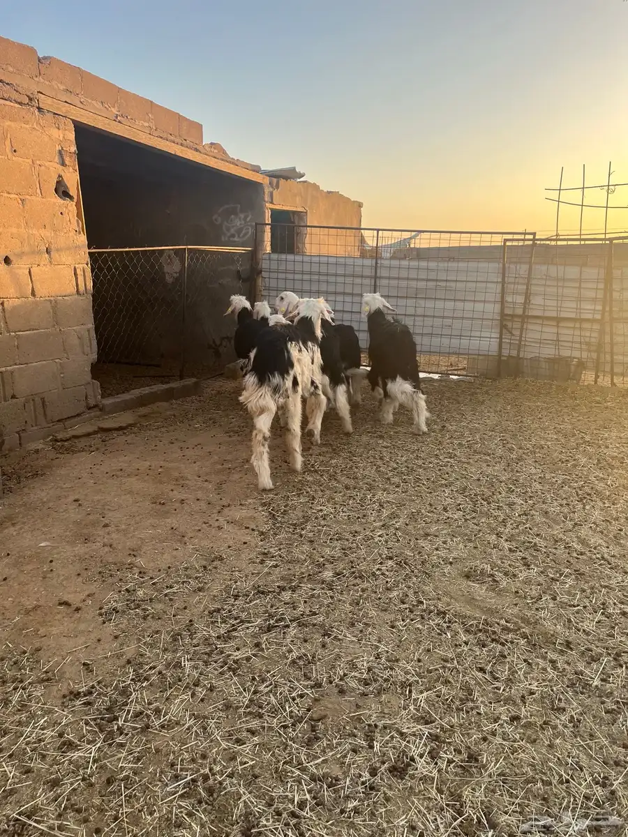 طليان نجد طيبة 5