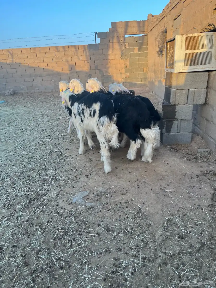 طليان نجد طيبة 4