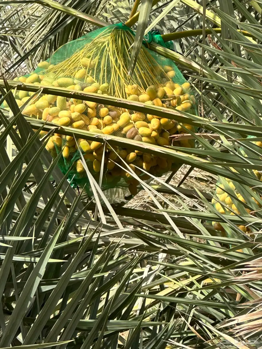 ثمر خلاص حساء فاخر 3