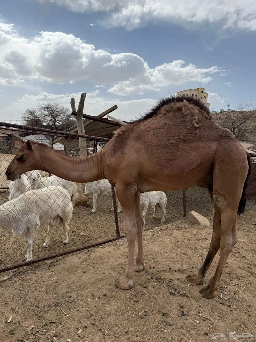 قعود مفرود عمر 8 شهور 4