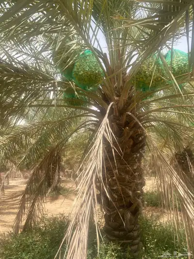 ثمرة تمر خلاص 0