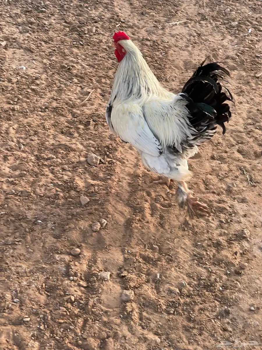 ديكه براهما للبيع 0