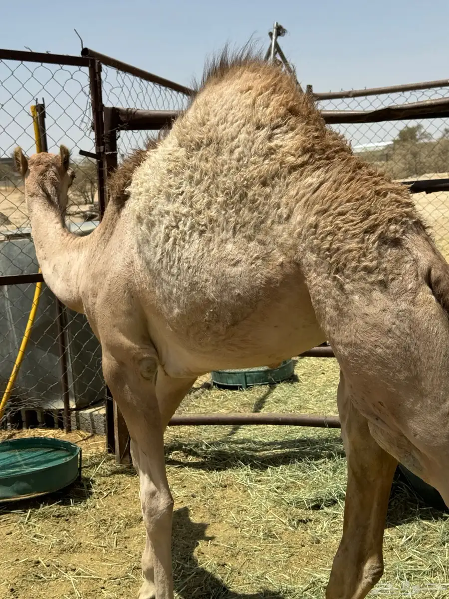 قعدان وبكار كفوو للبيع 4