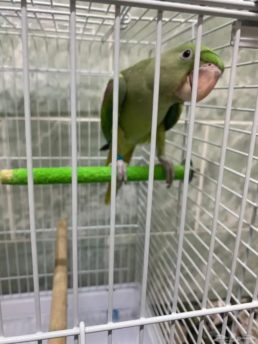 ذرة اليف 0