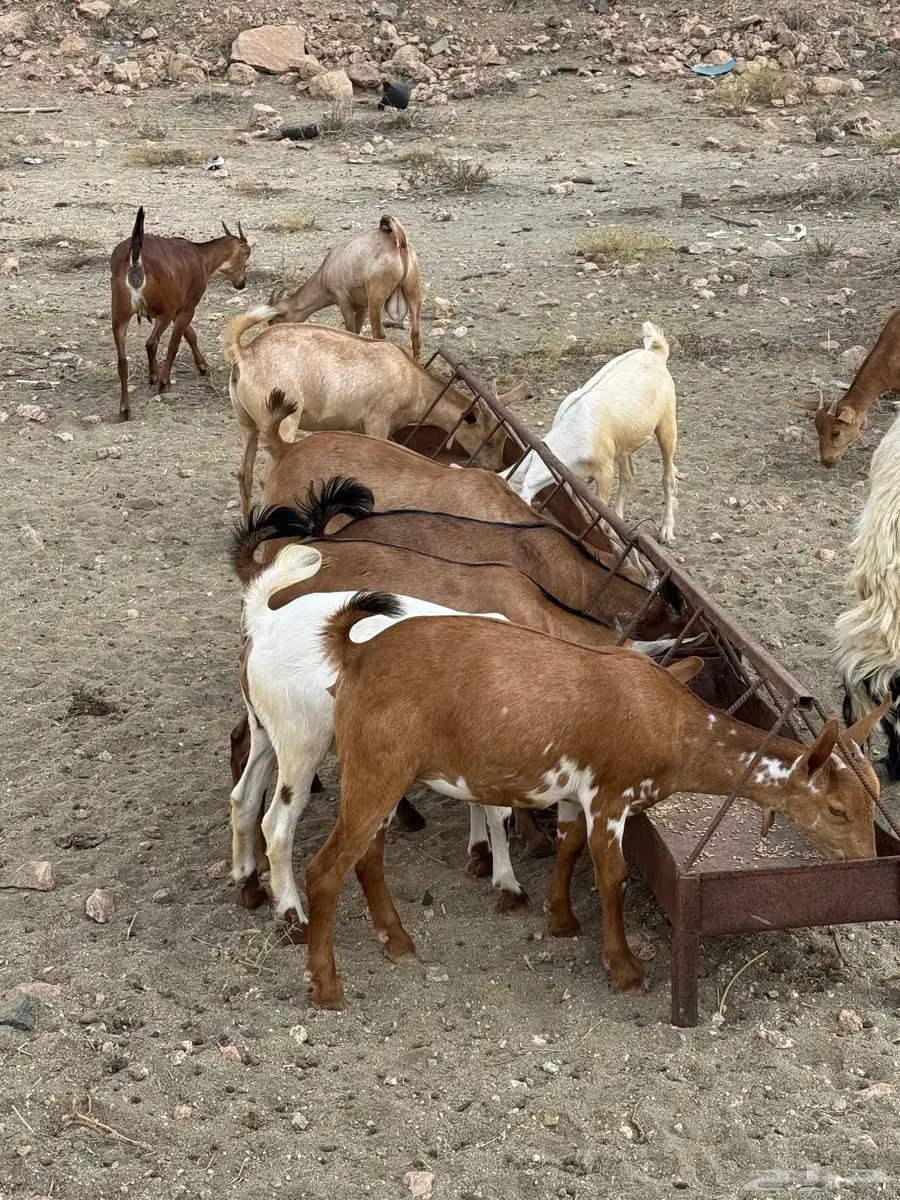 تيوس وعنقان سمان 0