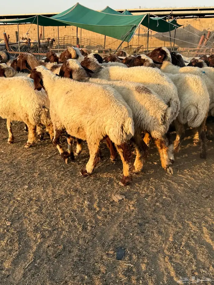 غنم نعيم مراح 4