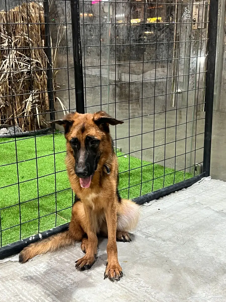 Workline 1 year old female German shepherd 1