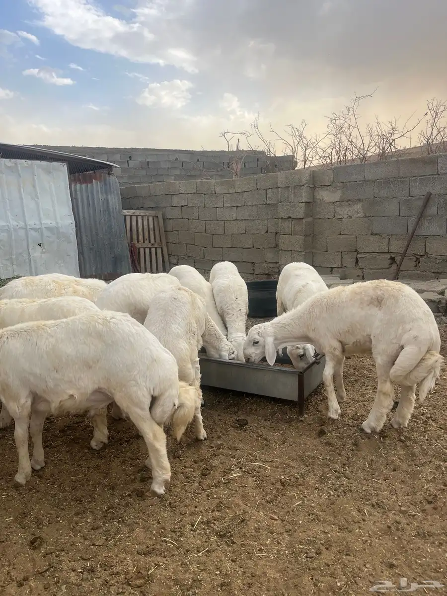ياهل الزين  ياهل الجبر طليان جبره فوق الكفو 0