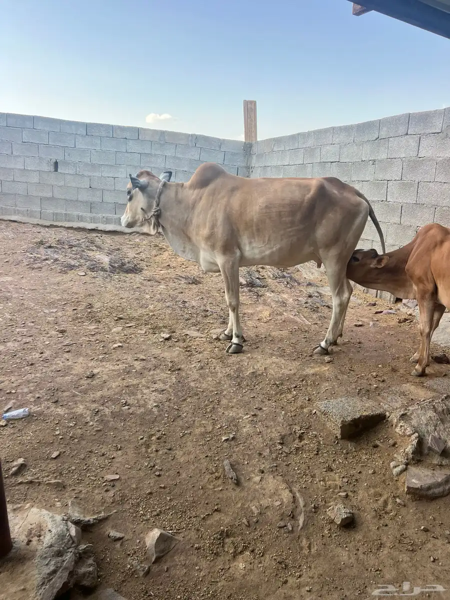 بقره خلفه 1