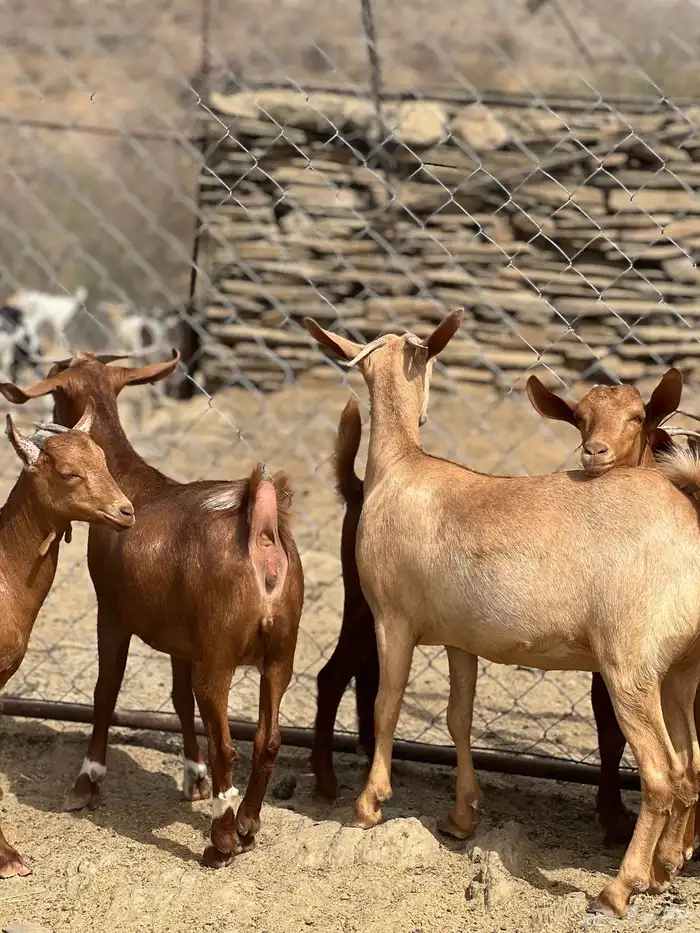 جفار مع الفحل 8